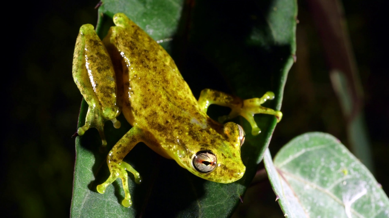 长吻树蛙(Scinax cruentommus)视频素材