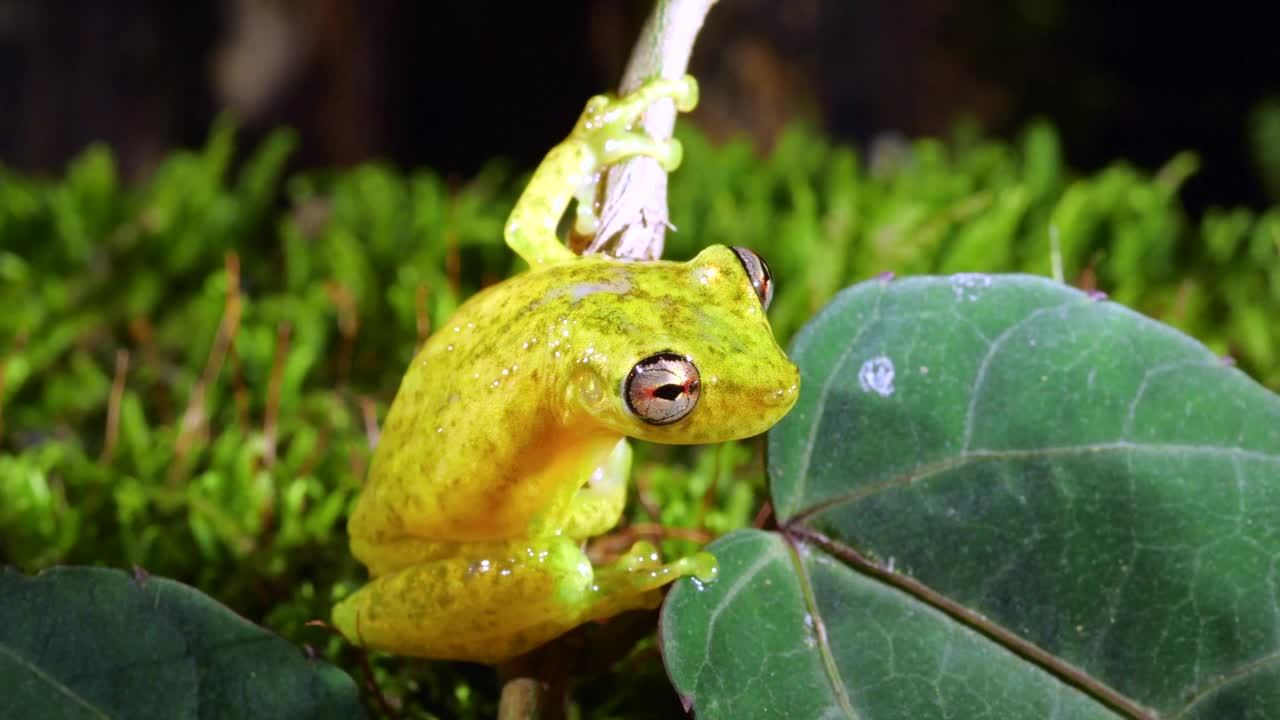 长吻树蛙(Scinax cruentommus)视频素材