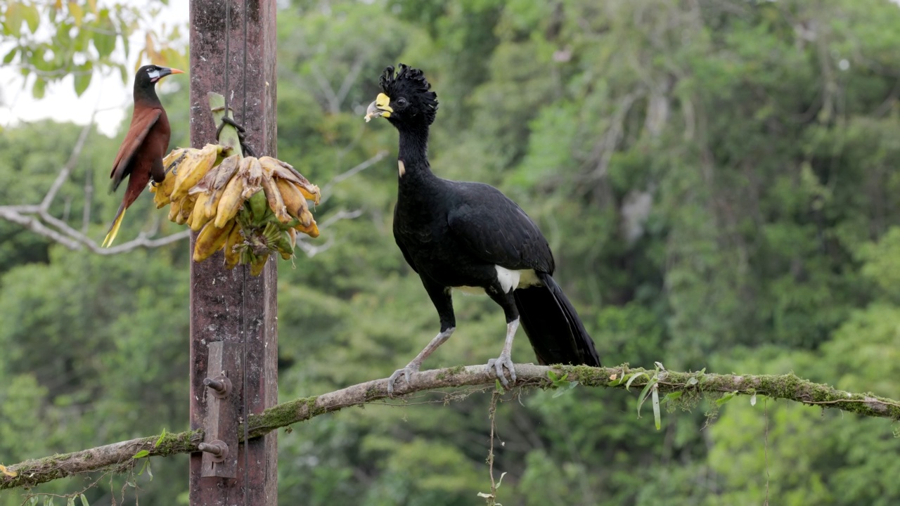 一只雄性大curassow bird和一只montezuma oropendola正在吃一串香蕉视频素材