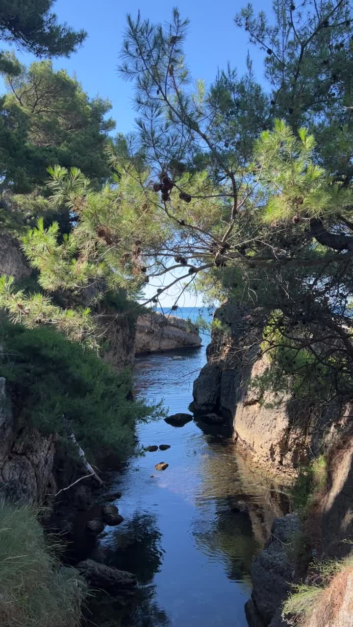 松树在海峡谷上摇曳。美丽的地中海海岸。视频素材