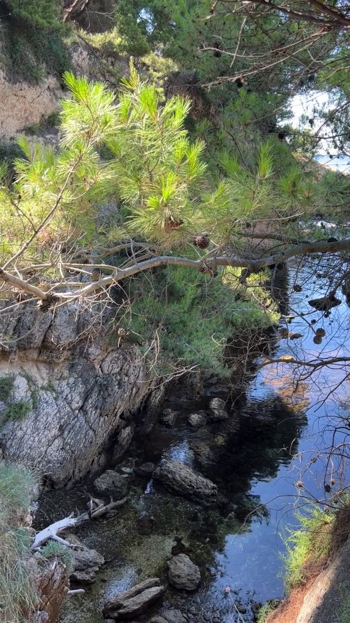 松树在海峡谷上摇曳。美丽的地中海海岸。视频素材