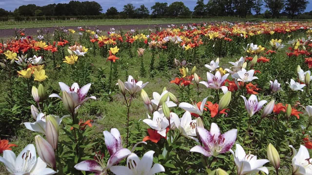 色彩斑斓的百合花视频素材