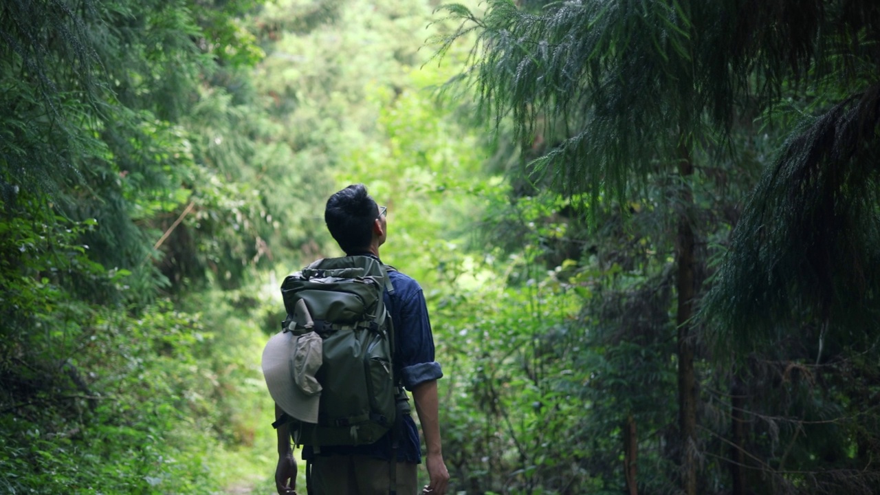 森林徒步旅行视频素材