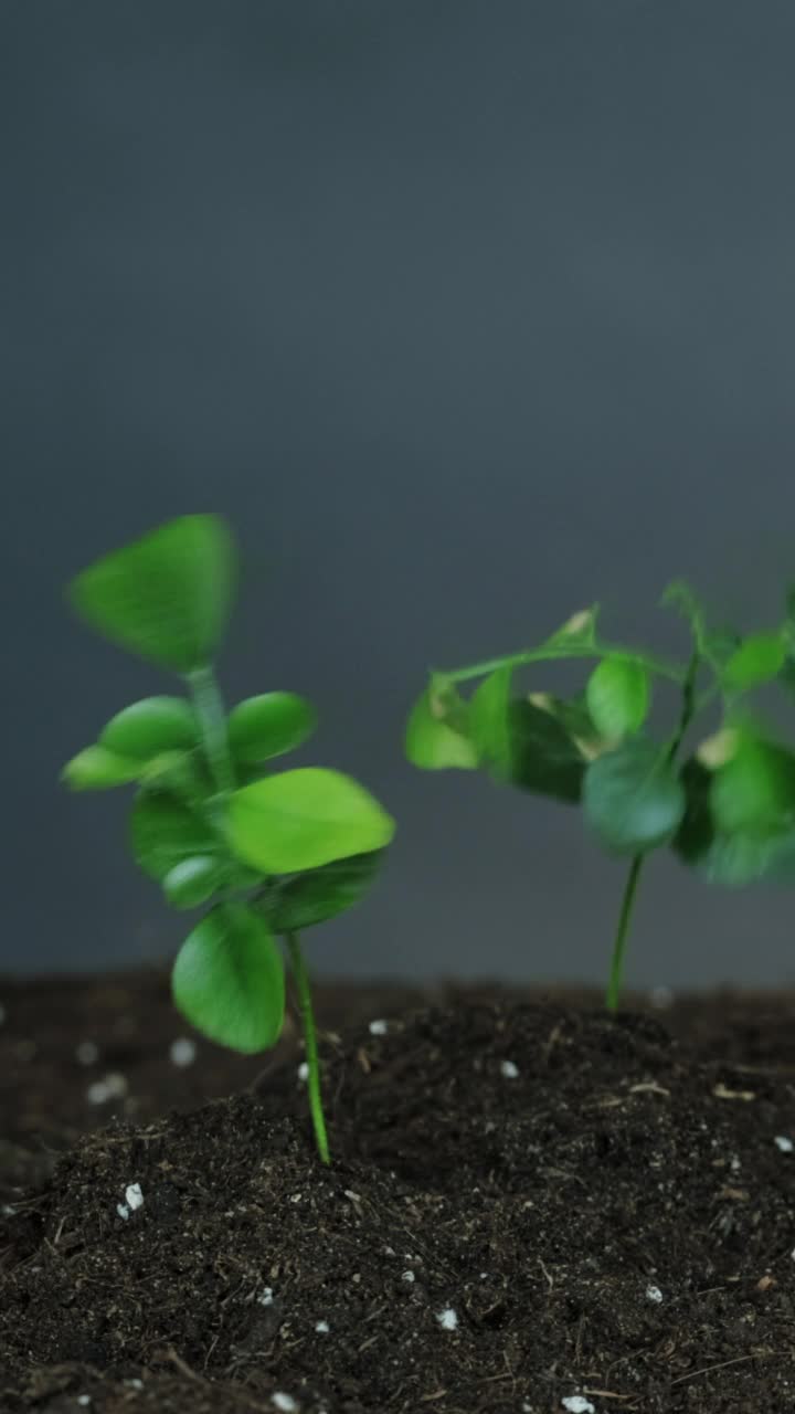 栽植苗土天绿叶垂直视频素材