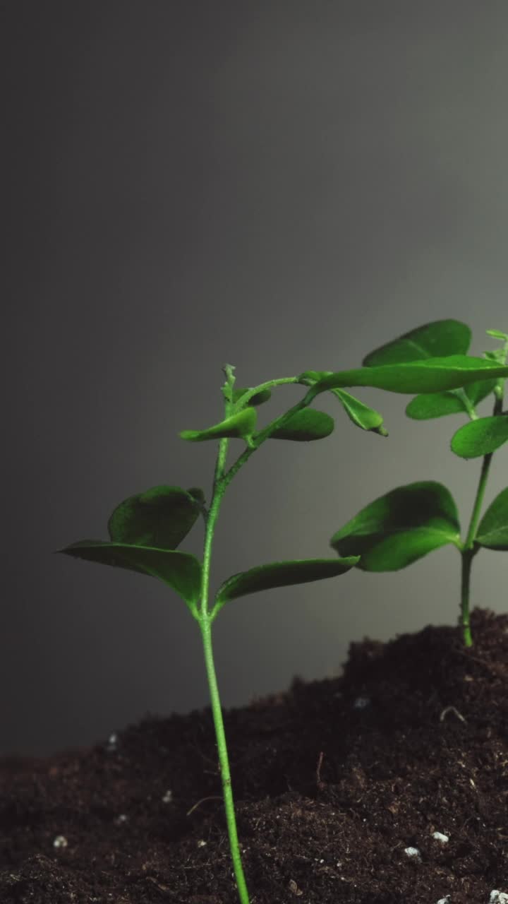 植物在雨水滴下幼苗土壤垂直视频素材