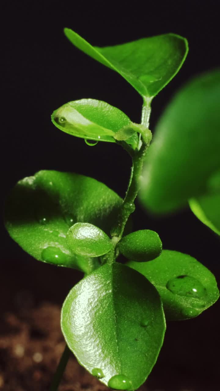 湿绿植物水天雨秧苗垂直视频素材