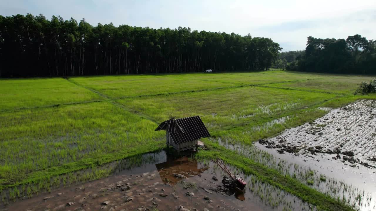 从空中拍摄的阳光下稻田的右图视频素材