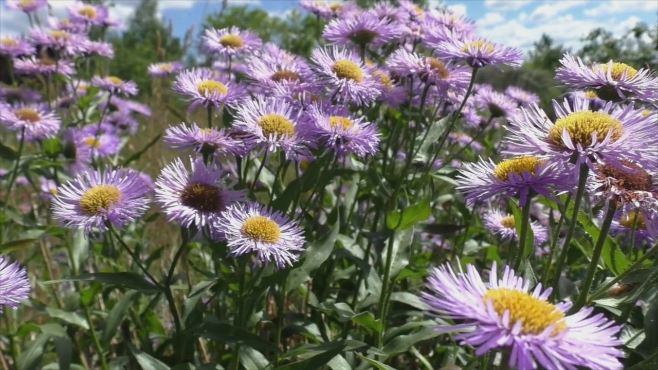 高山紫菀(Aster alpinus)是一种双子叶植物，属紫菀。视频素材