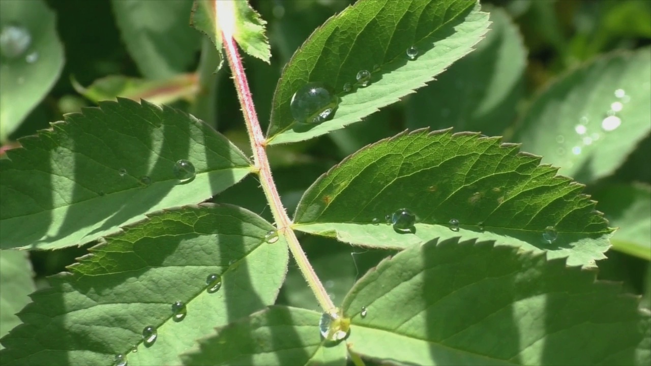 清晨的露珠在阳光的照射下在夏天的草地上闪闪发光。视频素材