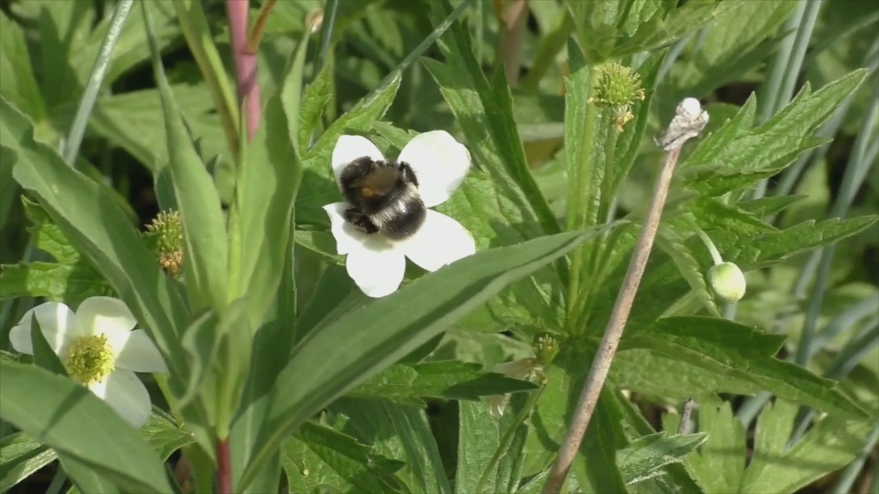 大黄蜂(lat。邦布斯)在草地上的一朵花上。特写镜头。视频素材