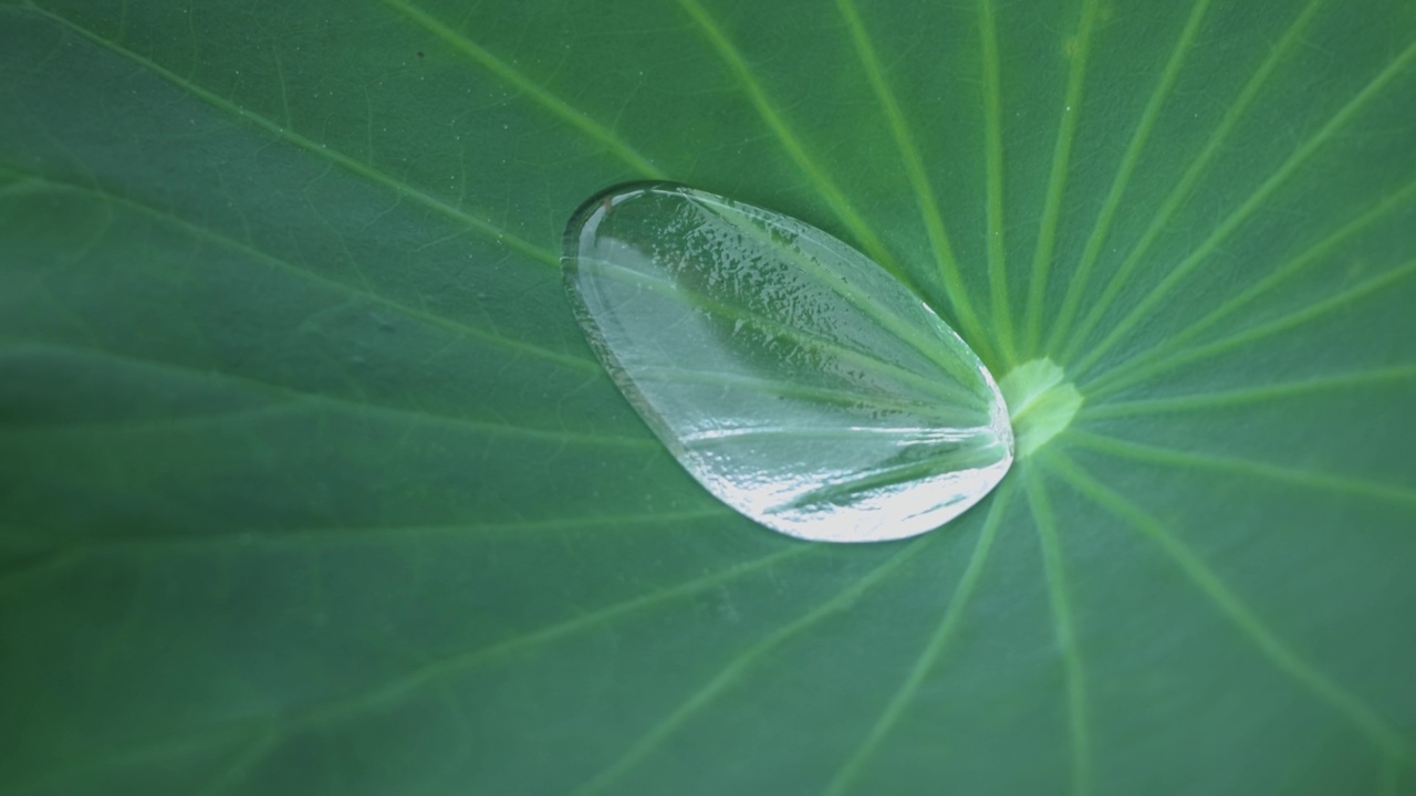 荷叶上的水滴视频素材