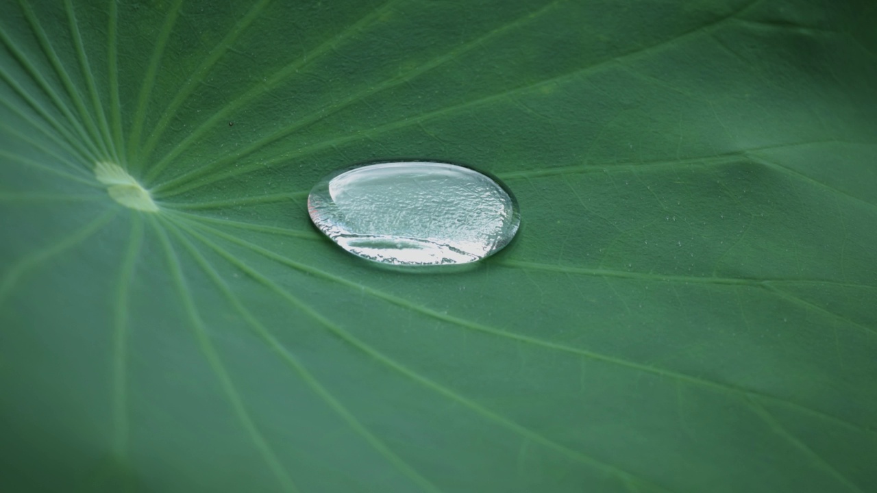 荷叶上的水滴视频素材