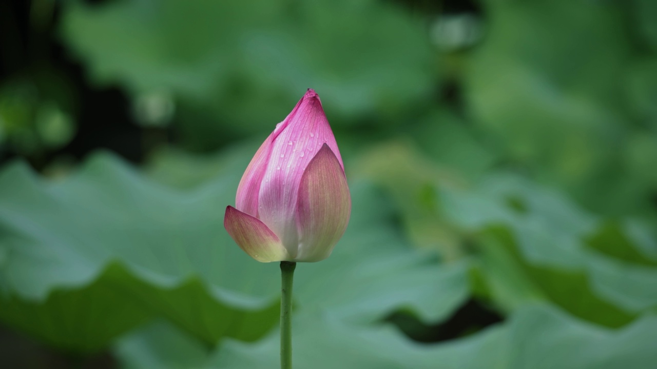 荷花在池塘里视频素材