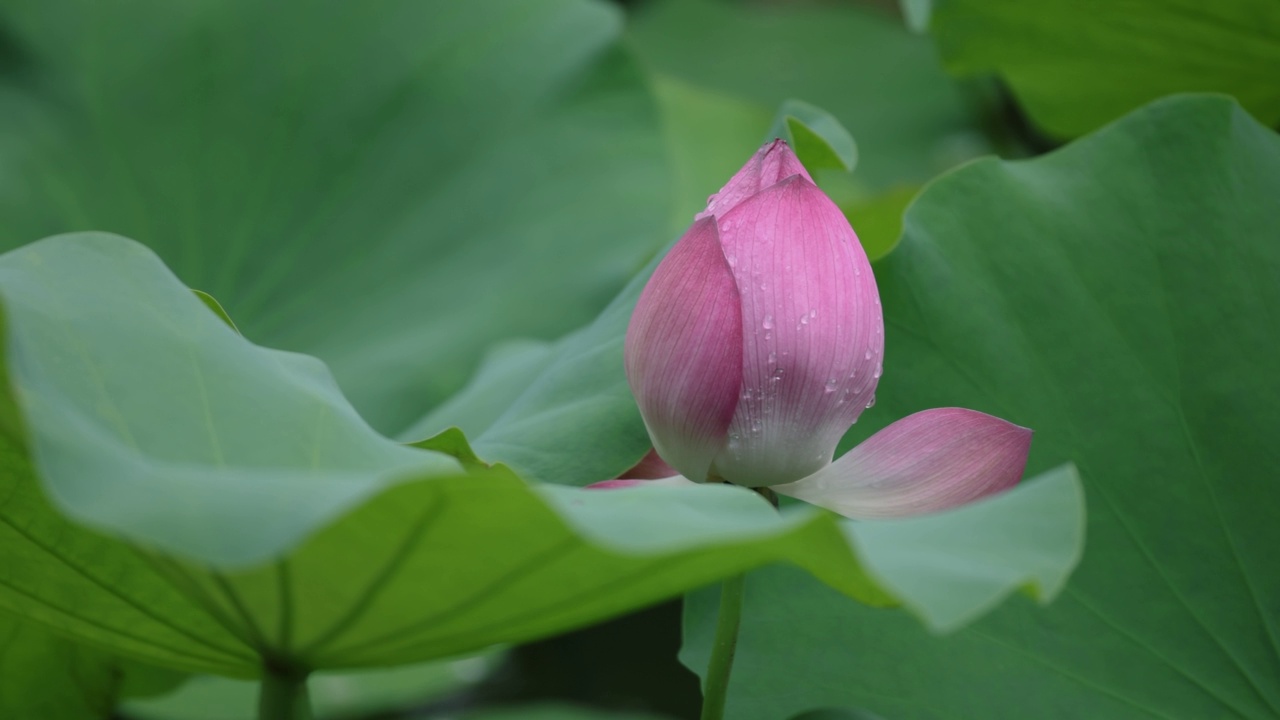 荷花在池塘里视频素材