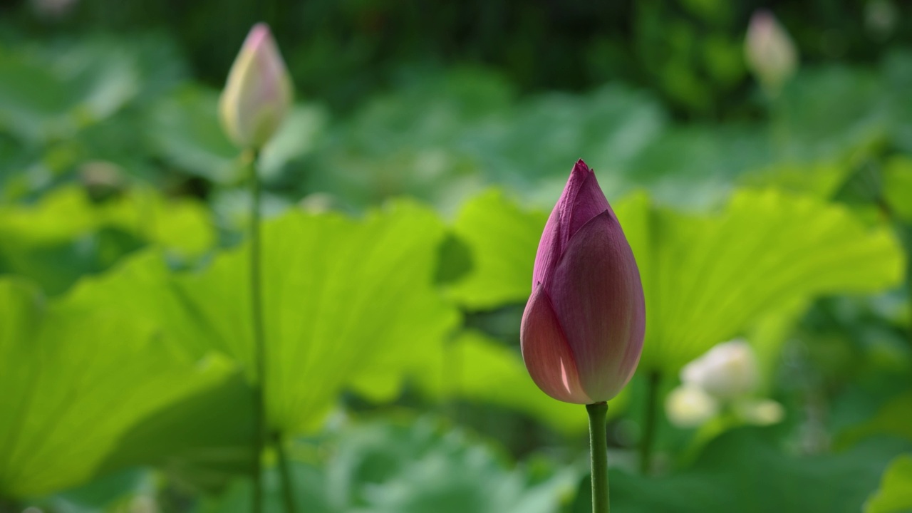 荷花在池塘里视频素材