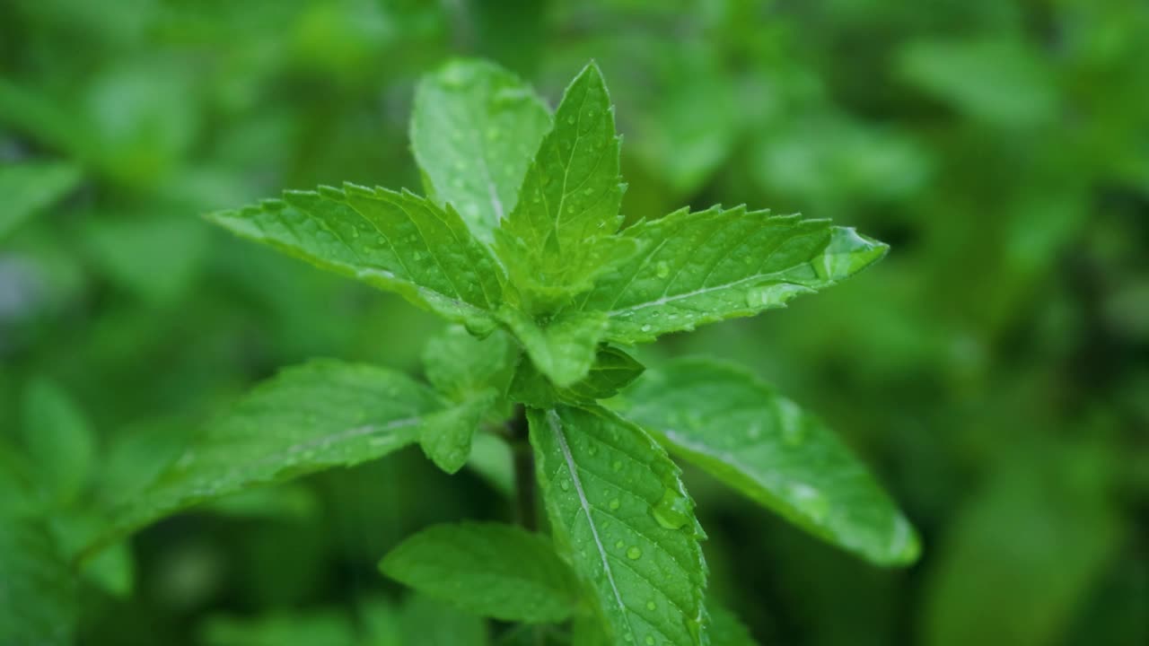 绿薄荷植物视频素材