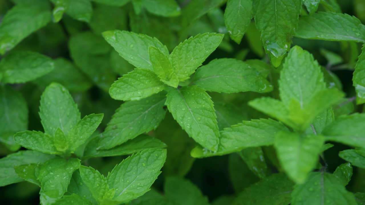 绿薄荷植物视频素材