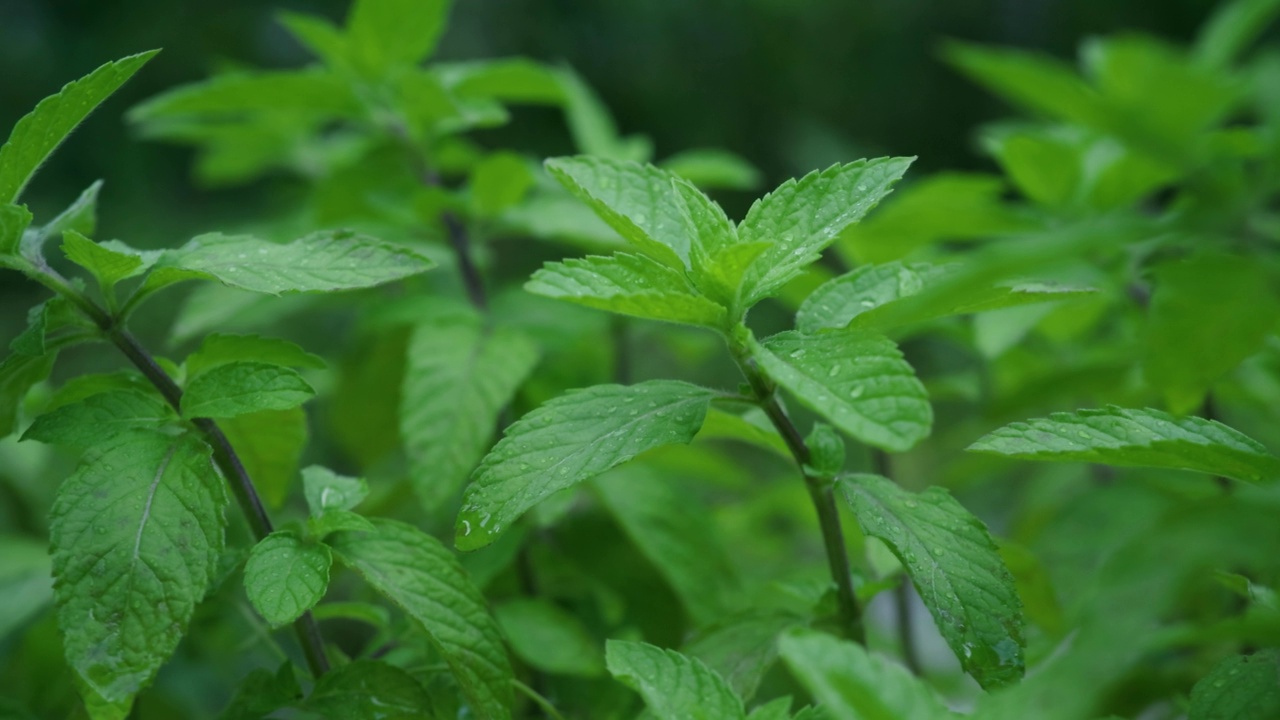 绿薄荷植物视频素材