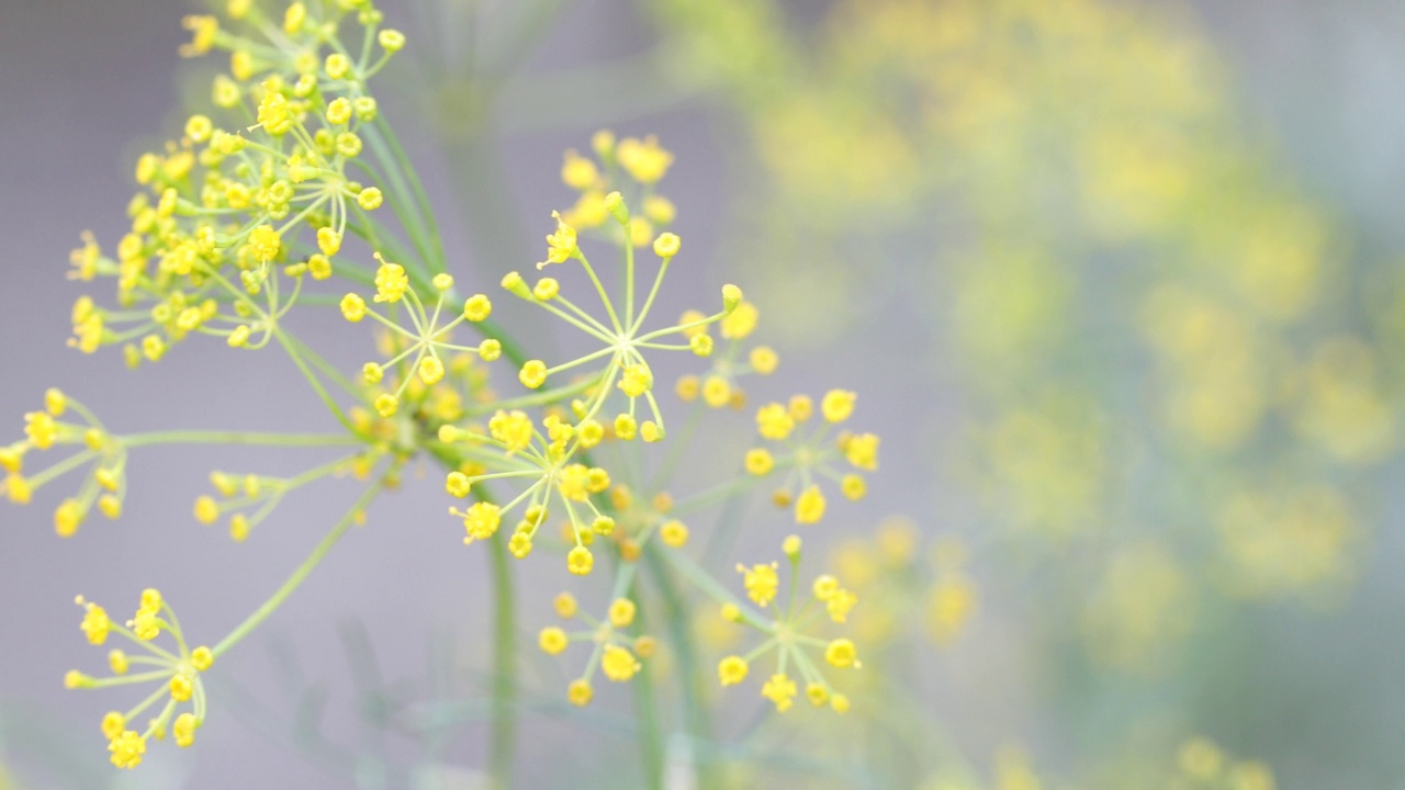 莳萝花视频素材