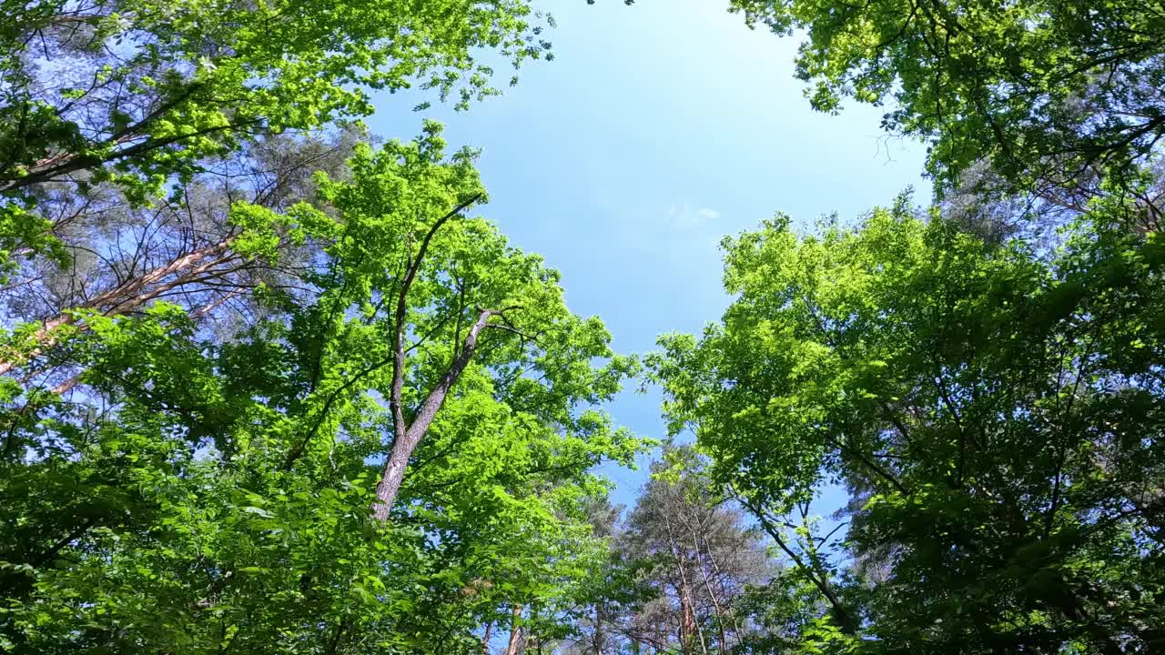 从下往上看森林的树叶。自然视频素材