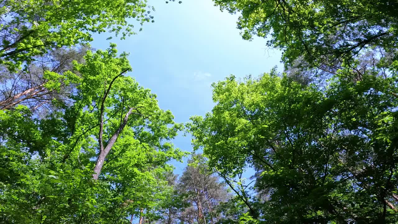 从下往上看森林的树叶。自然视频素材