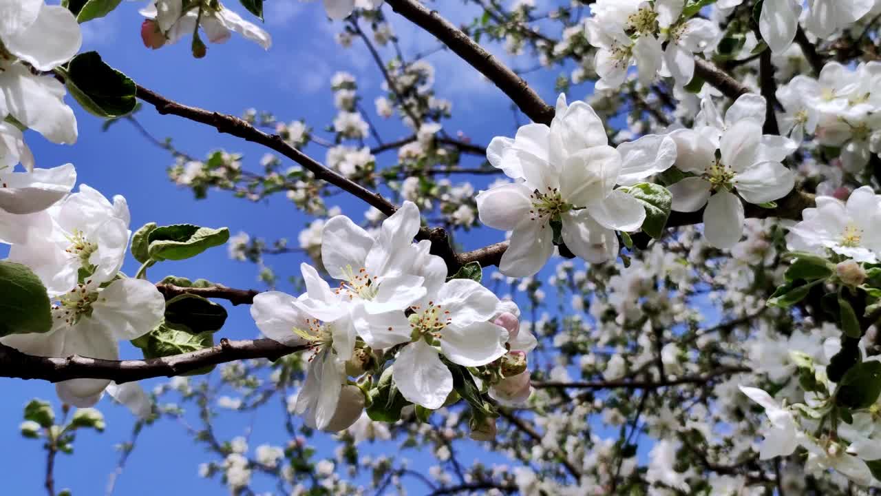 盛开的苹果园。春天盛开的苹果树。视频素材