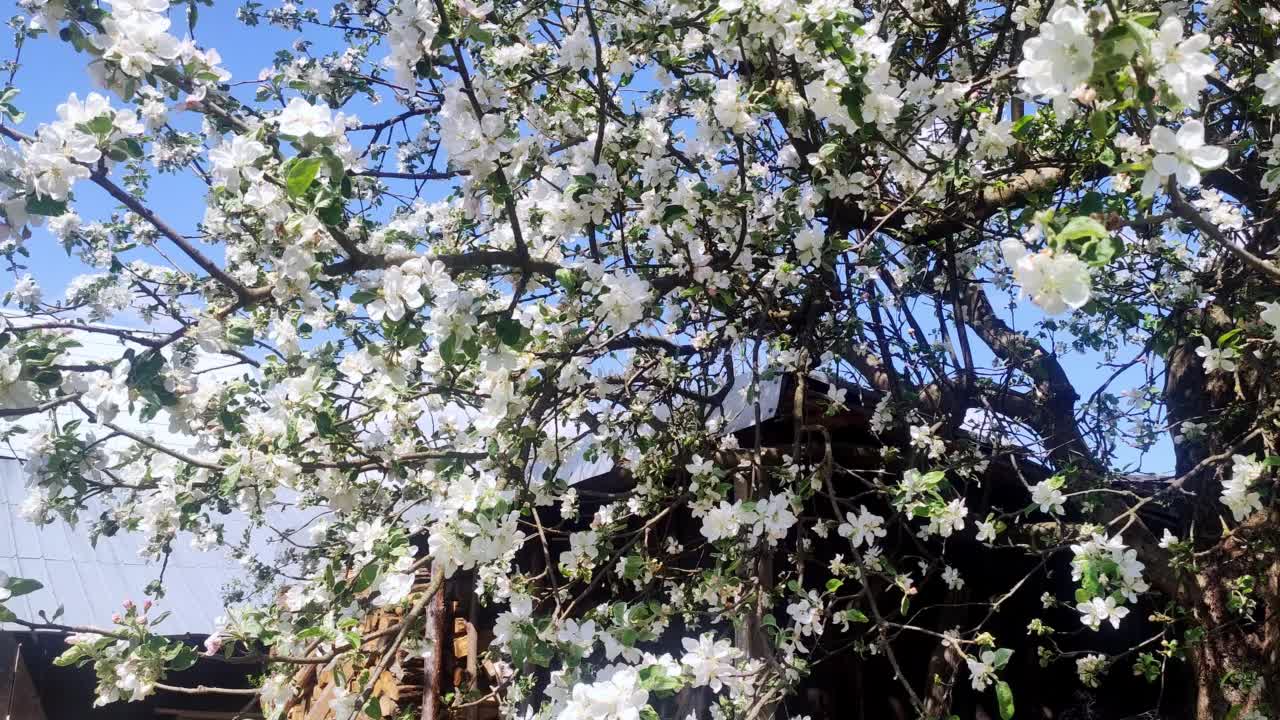 盛开的苹果园。春天盛开的苹果树。视频素材