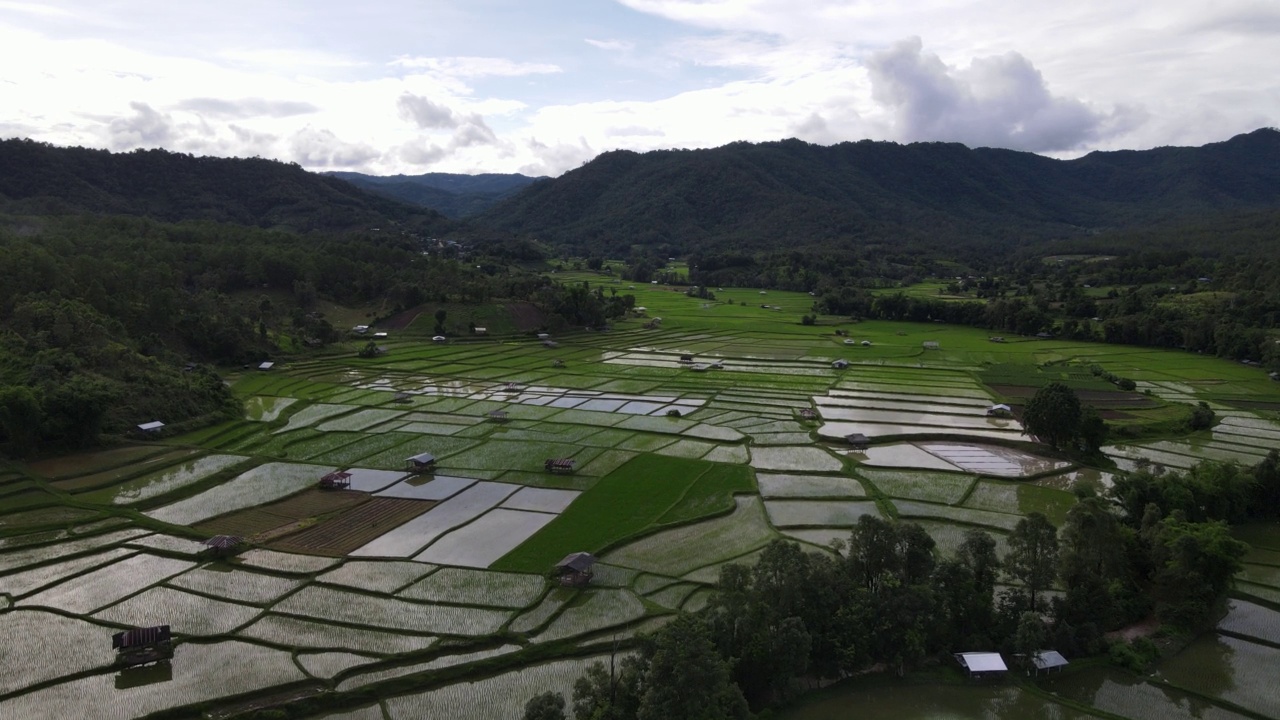 泰国无人机有机稻田视频素材