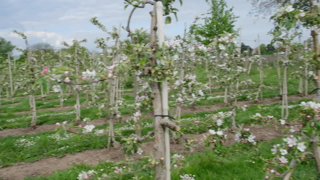 春天果园里开花的苹果树。一排排盛开的果树。春暖花开的花园。视频素材