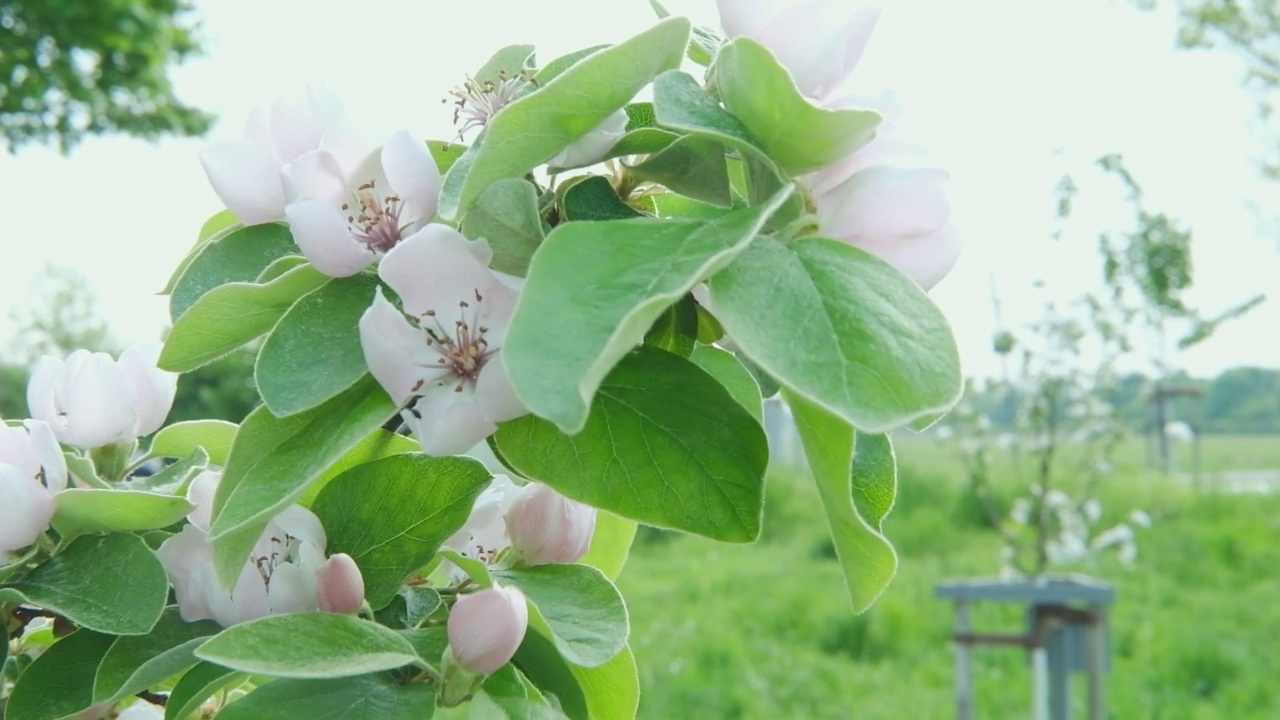 春天果园里开花的苹果树。春暖花开的花园。视频素材