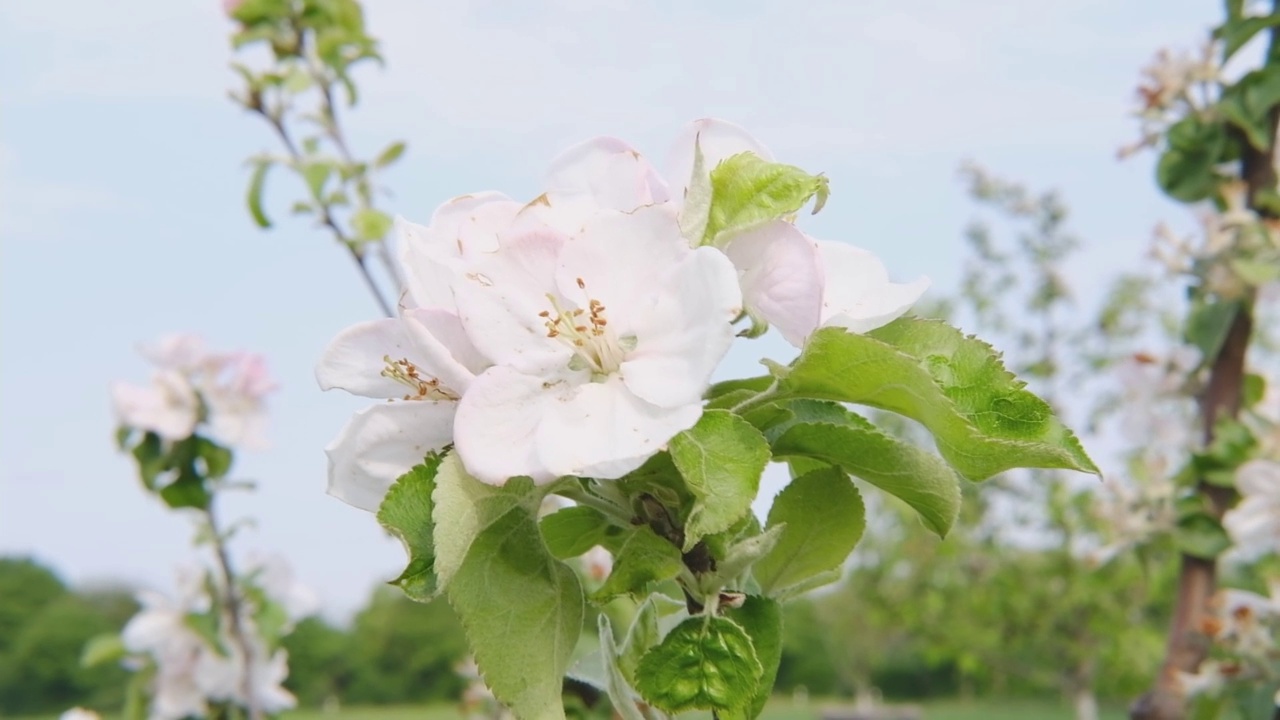 春天果园里开花的苹果树。春暖花开的花园。视频素材