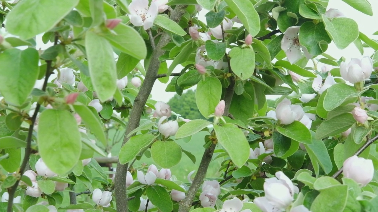 春天果园里开花的苹果树。春暖花开的花园。视频素材