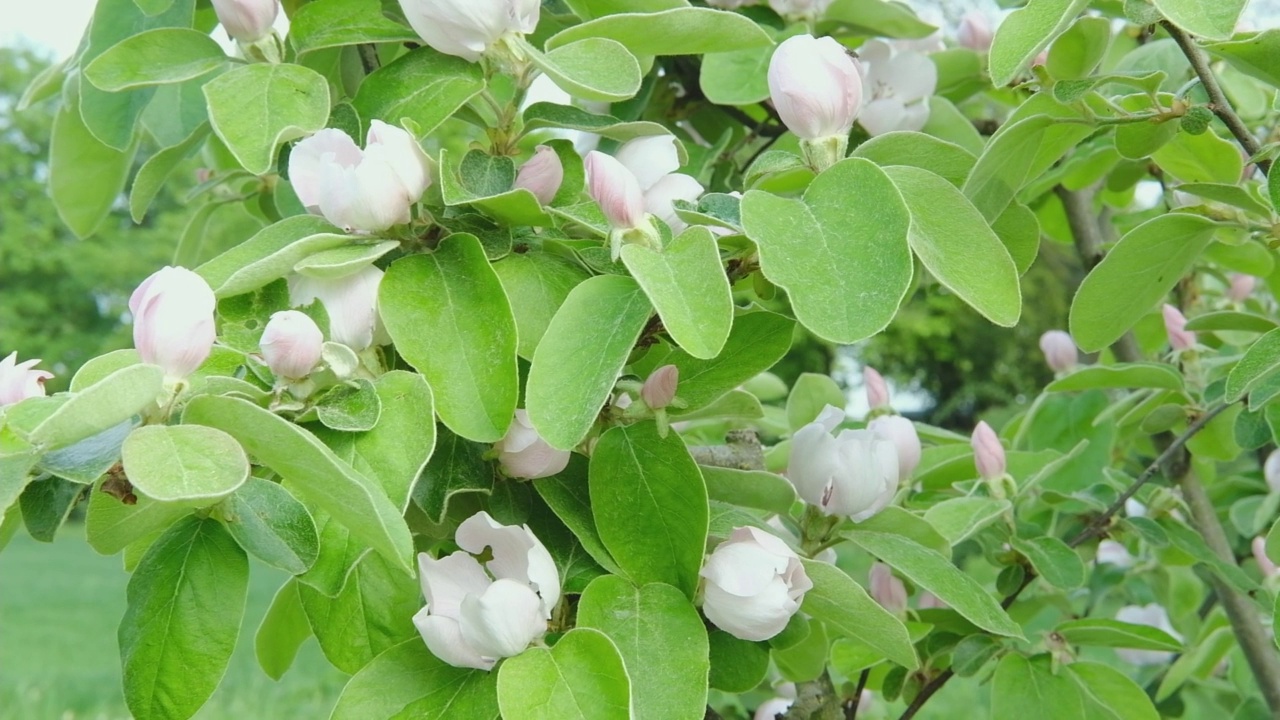 春天果园里开花的苹果树。春暖花开的花园。视频素材