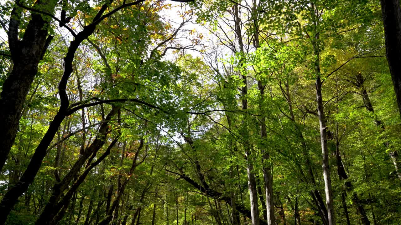 江畔小溪在秋高气爽的日子里，美丽的秋叶景象。森林，流动的河流，落叶，长满苔藓的岩石视频素材