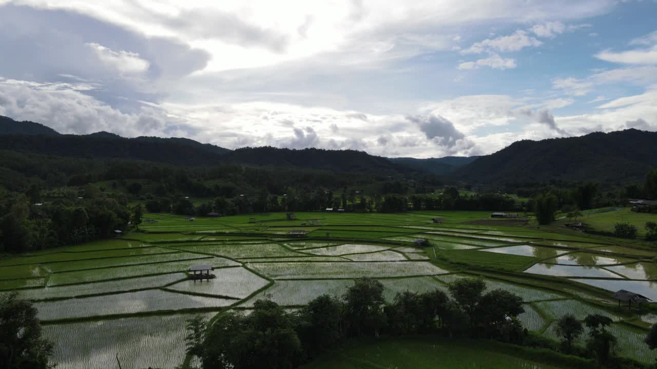 泰国无人机有机稻田视频素材