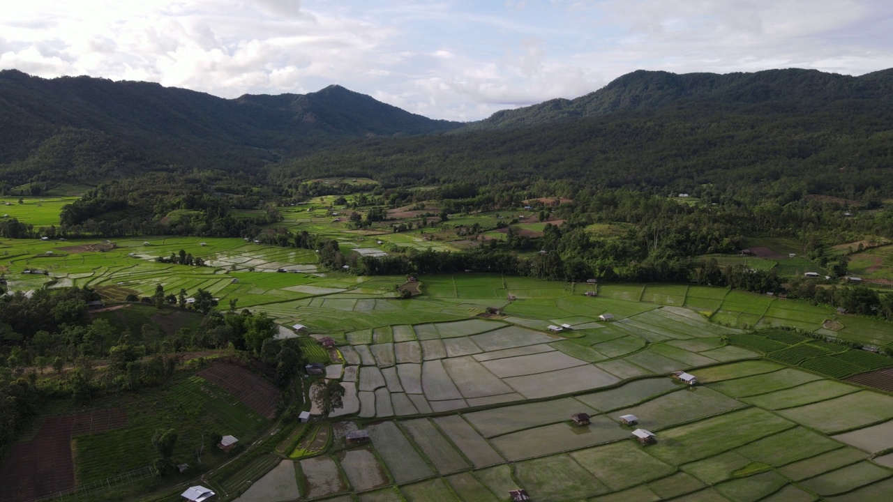 泰国无人机有机稻田视频素材