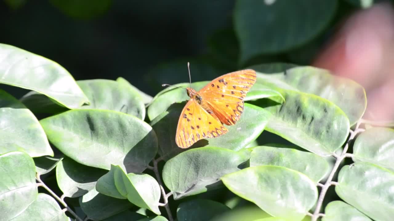 在巴西的里约热内卢，一只蝴蝶在杨桃(杨桃)的叶子下产卵或产卵。视频素材