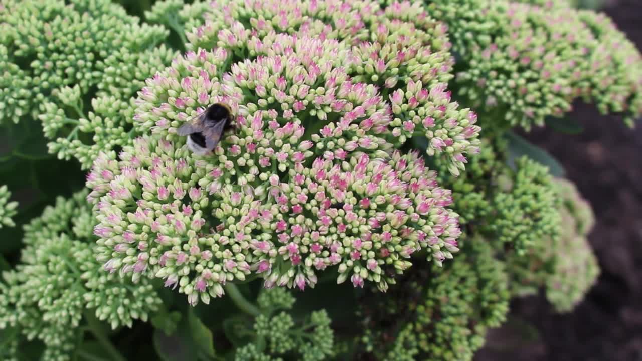 大黄蜂在亮粉色景天花上采集花蜜。视频素材