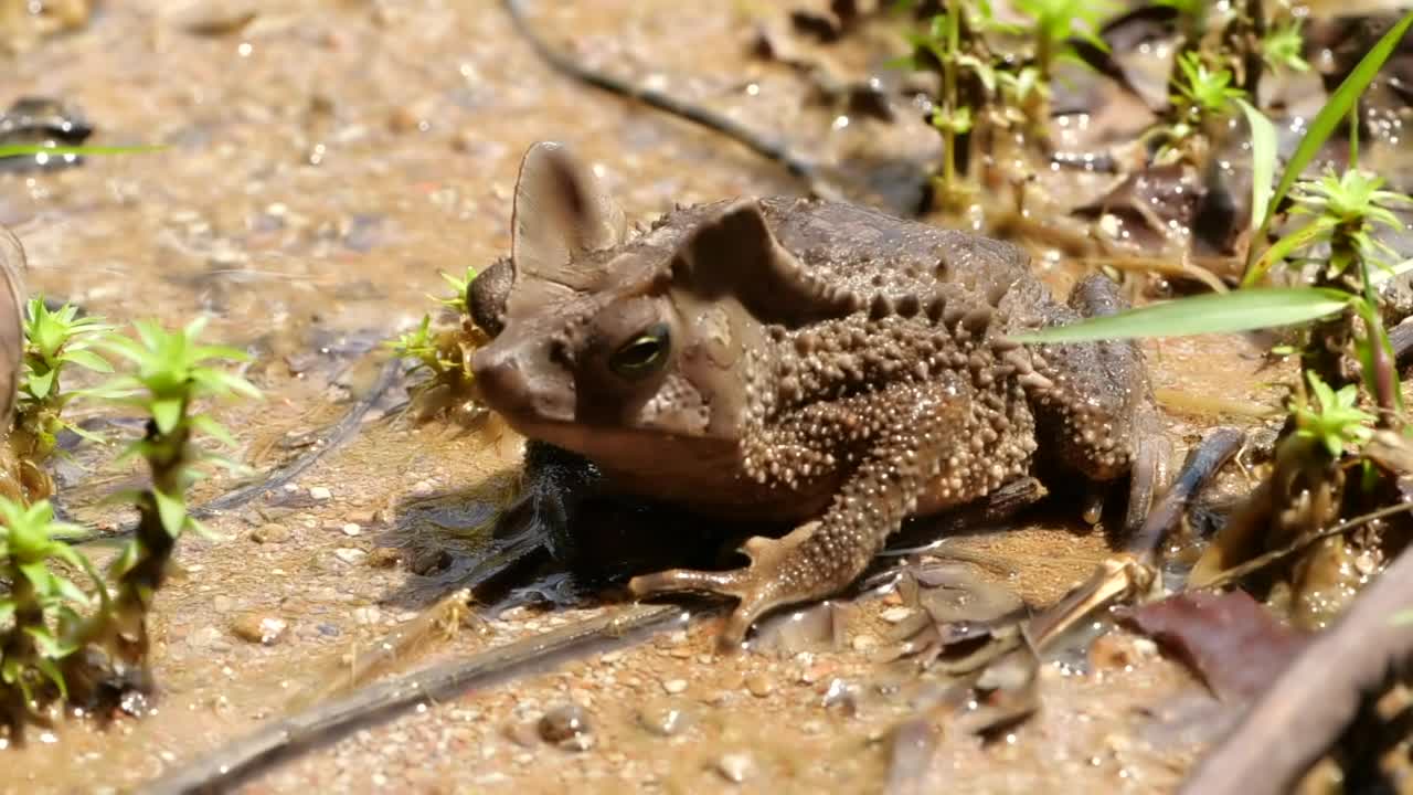 冠毛蟾蜍(Rhinella margaritifera)视频素材