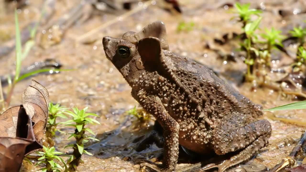 冠毛蟾蜍(Rhinella margaritifera)视频素材