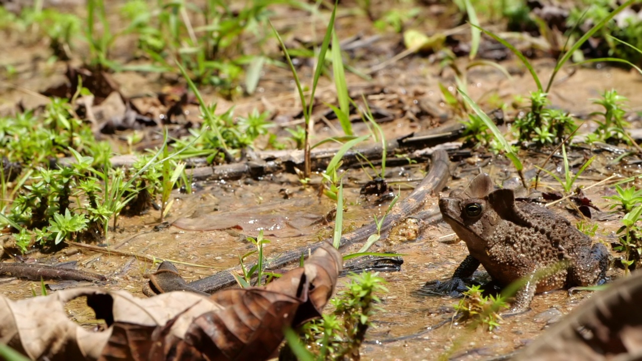 冠毛蟾蜍(Rhinella margaritifera)视频素材