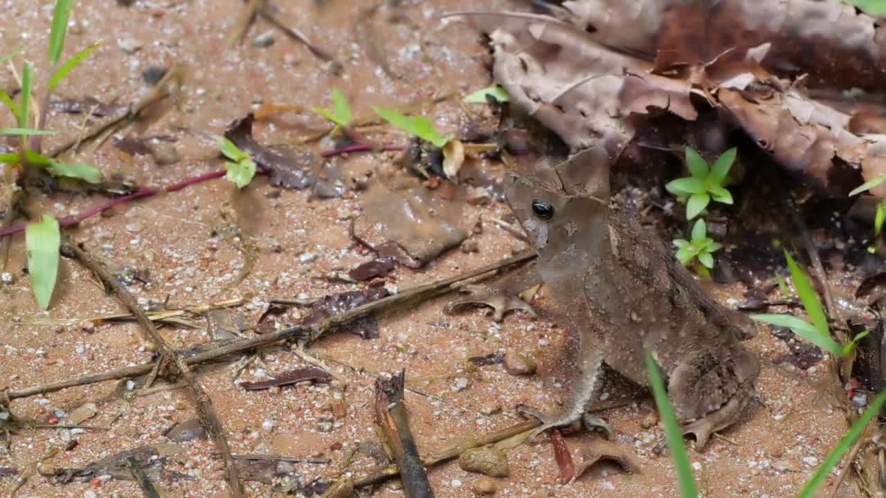 冠毛蟾蜍(Rhinella margaritifera)视频素材