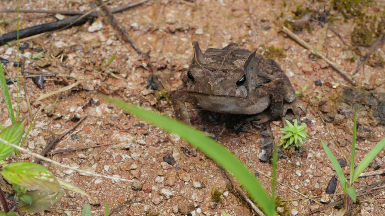 冠毛蟾蜍(Rhinella margaritifera)视频素材