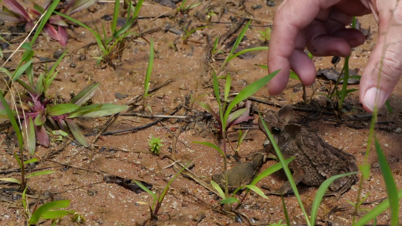 冠毛蟾蜍(Rhinella margaritifera)视频下载