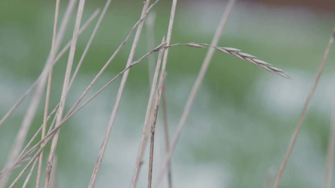 草在融化的雪视频素材