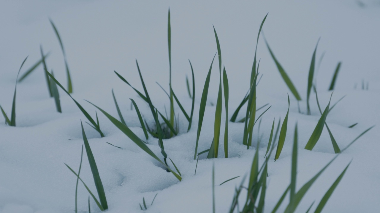 草在融化的雪04视频素材