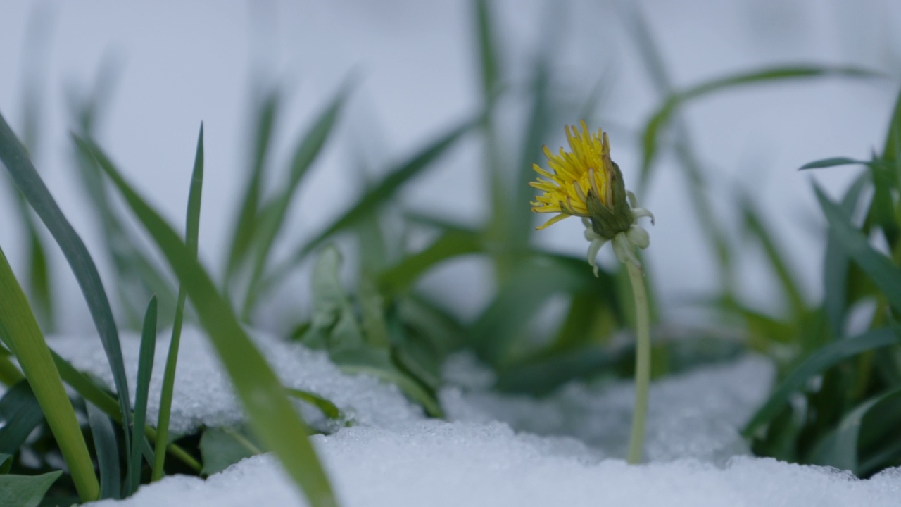 草在融化的雪05视频素材