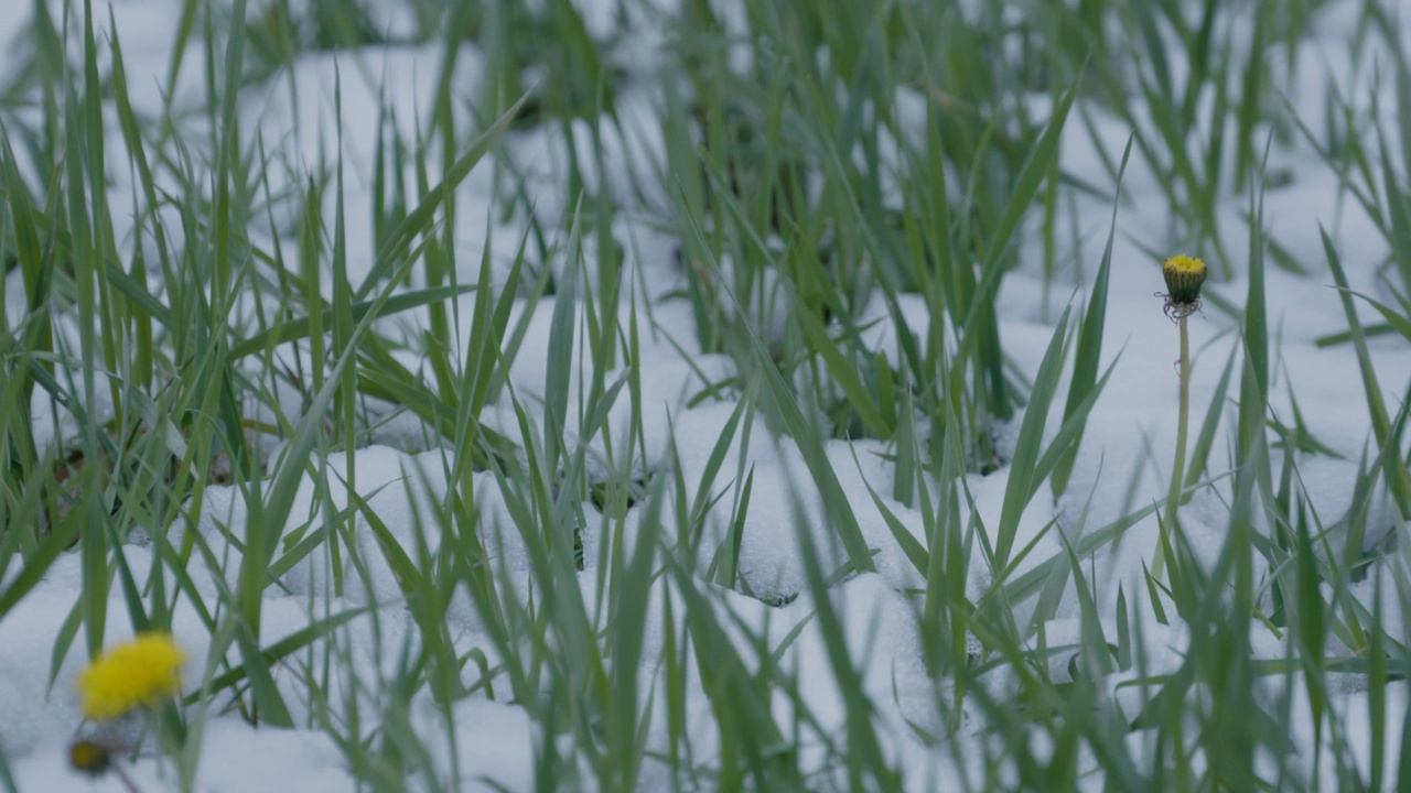 小草在融雪08视频素材