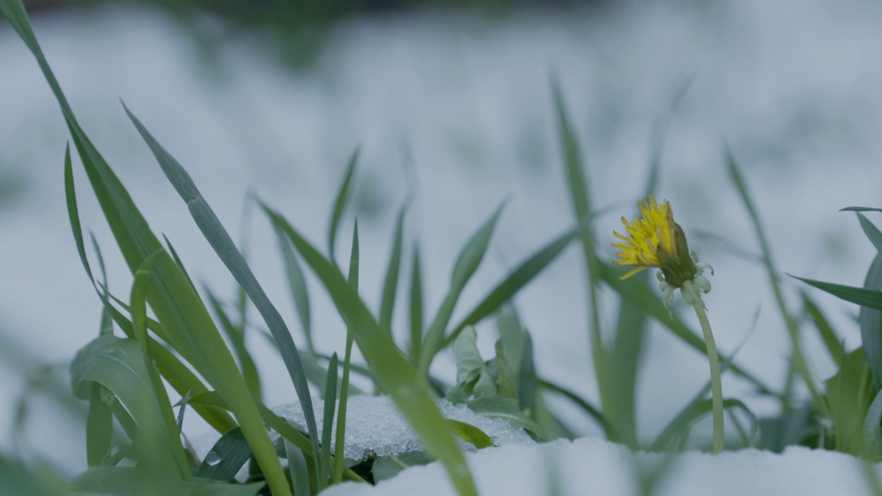 草在融化的雪视频素材