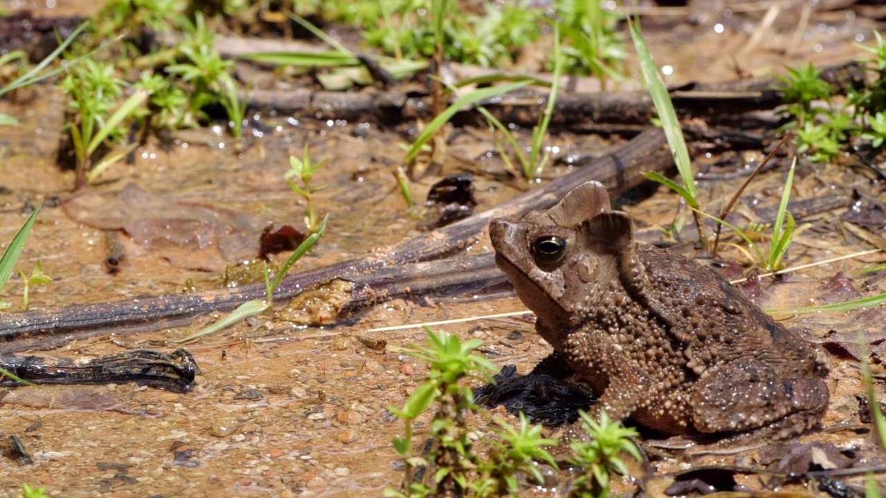 冠毛蟾蜍(Rhinella margaritifera)视频素材